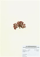 藏品(紅羽凹頂藻)的圖片